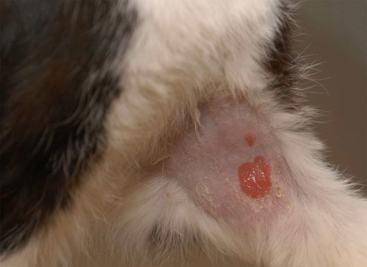 Veterinary Practice: Can Cats Have Skin Tags