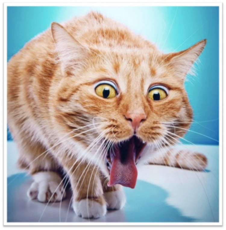 Veterinary Practice: Cat Throwing Up Food