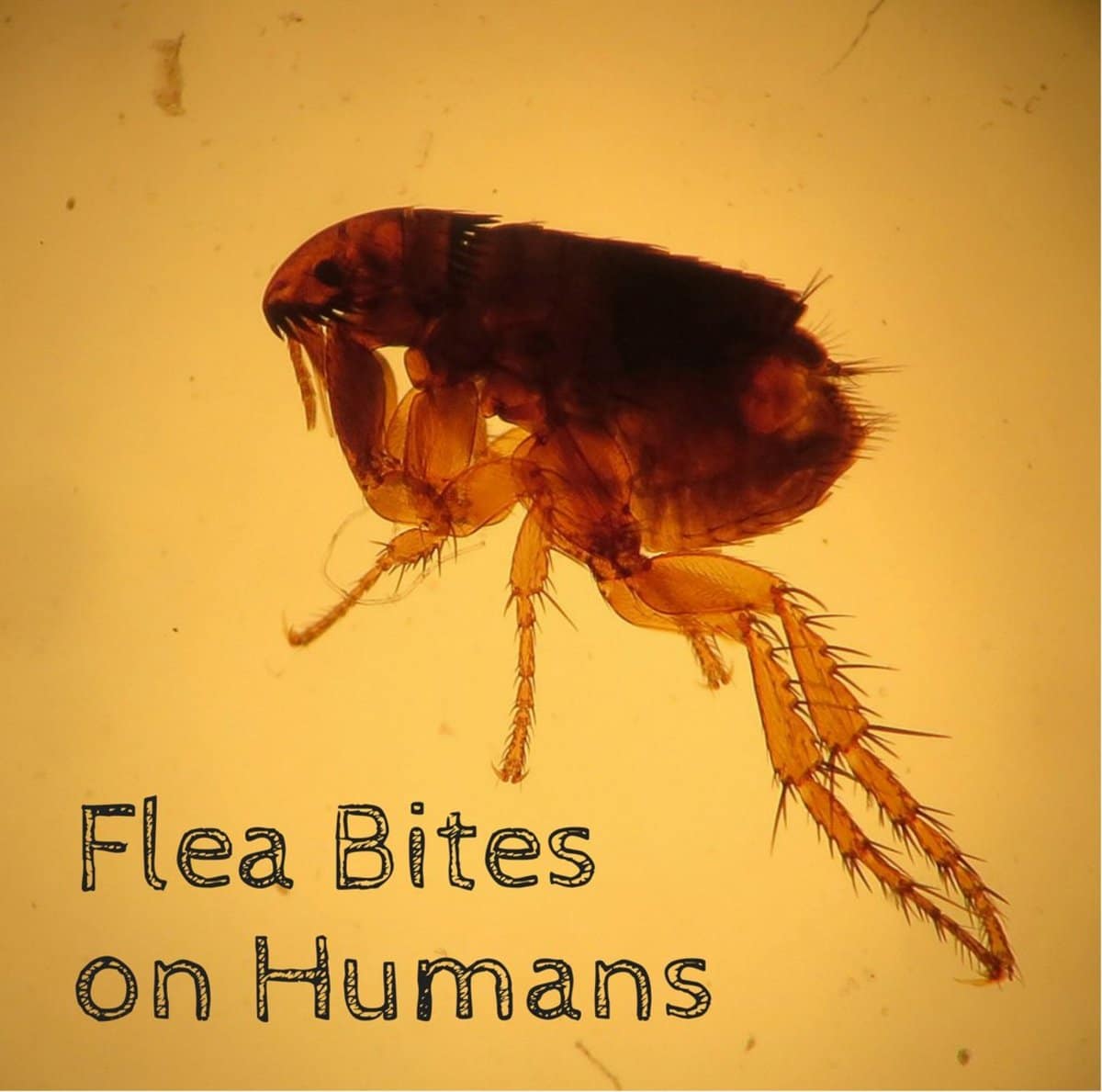 Veterinary Practice: Do Fleas Smell Blood