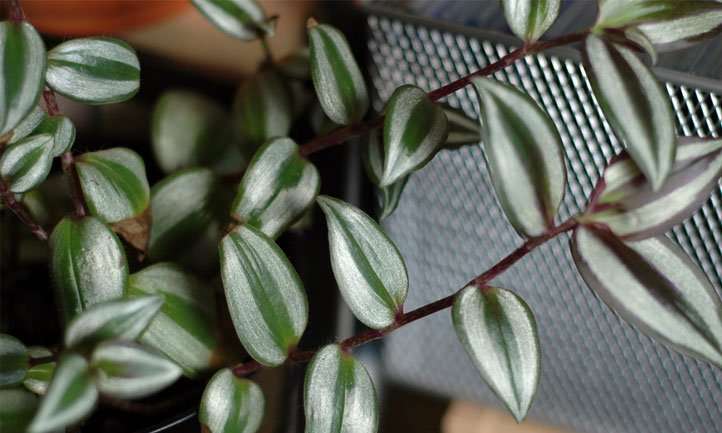 Wandering Jew Plant and Cats: Is It Poisonous?