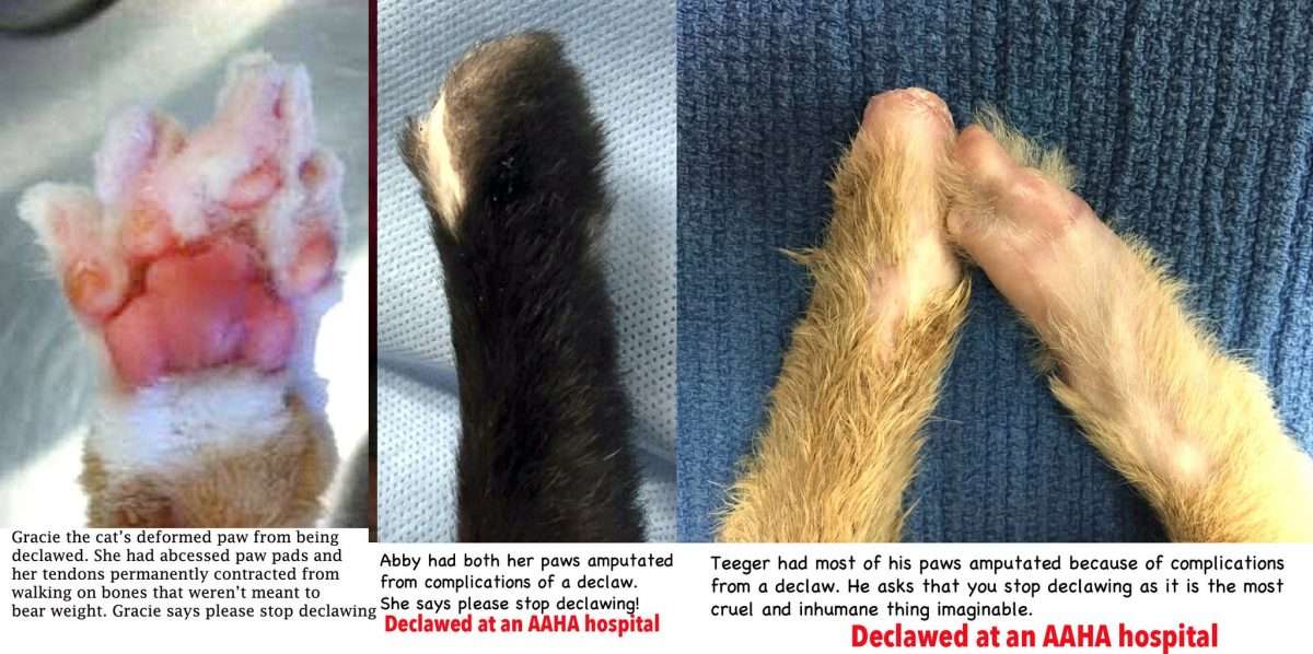 WARNING: So you think youll declaw your cat? Look at these pictures ...