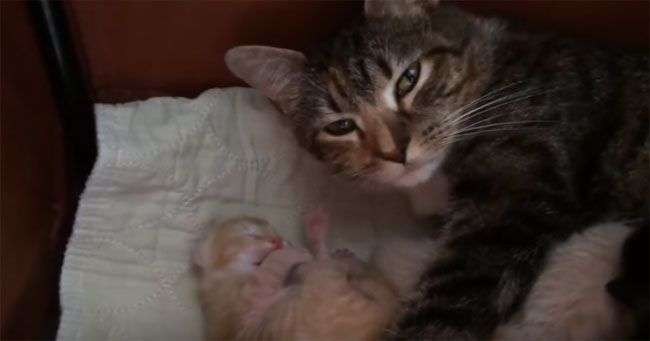 Watch: Louis The Newborn Kitten Learns How To Clean His ...