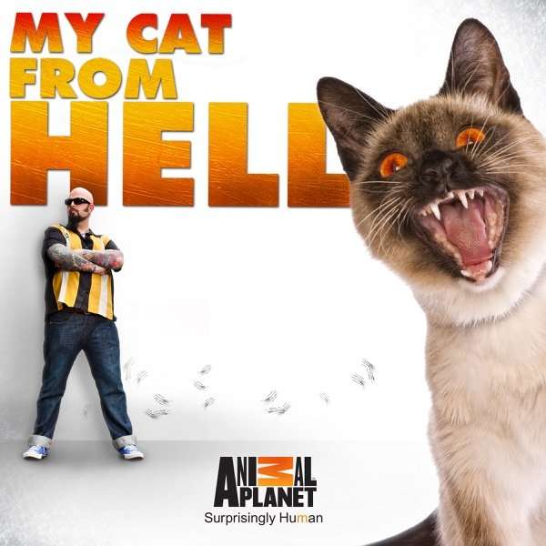 Watch My Cat From Hell Episodes