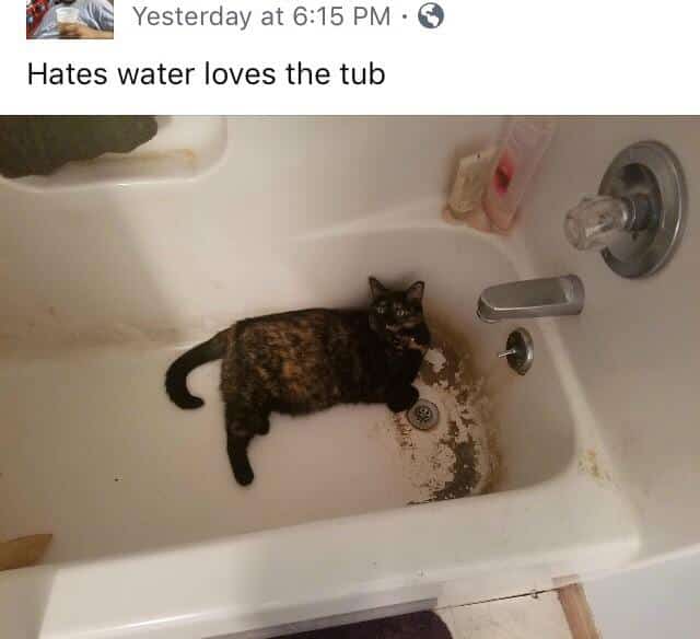 Well, that cat is going to get sick. : trashy