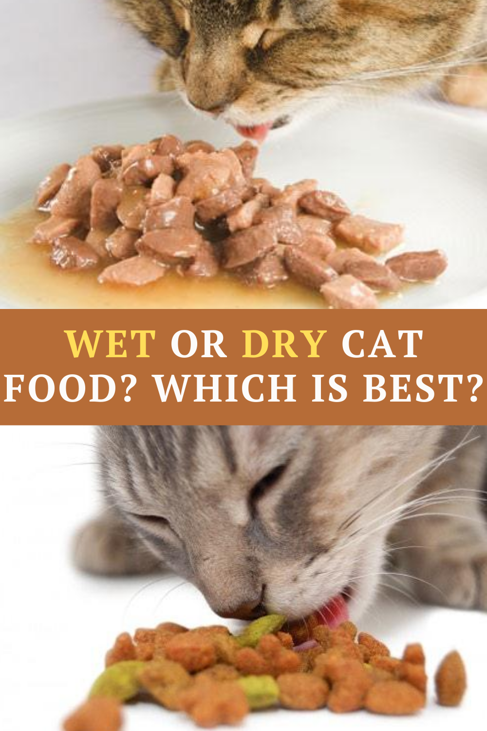 Wet Or Dry Cat Food? What Should You Feed Your Cat?