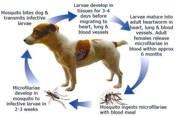 What are some heartworm treatment options for dogs?