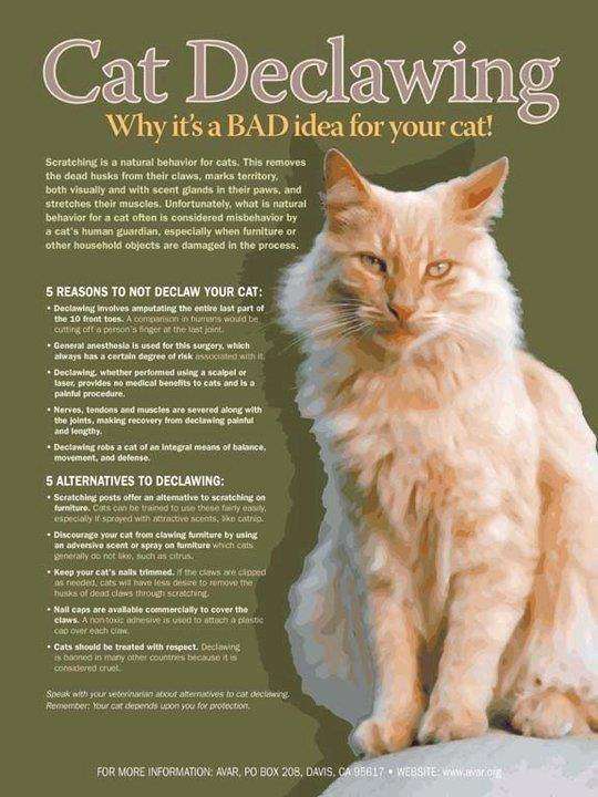 What are the benefits of declawing a cat?