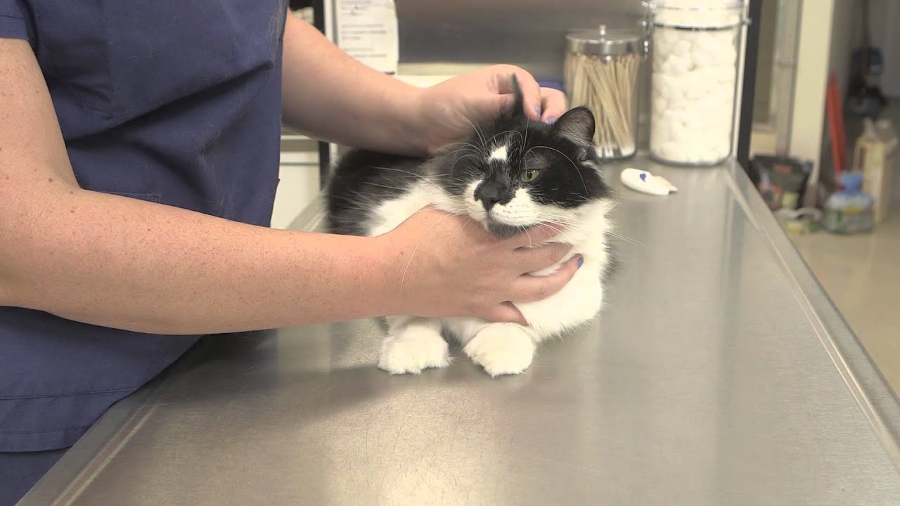 What Are the Side Effects of Rabies Vaccinations for Cats : General Cat ...