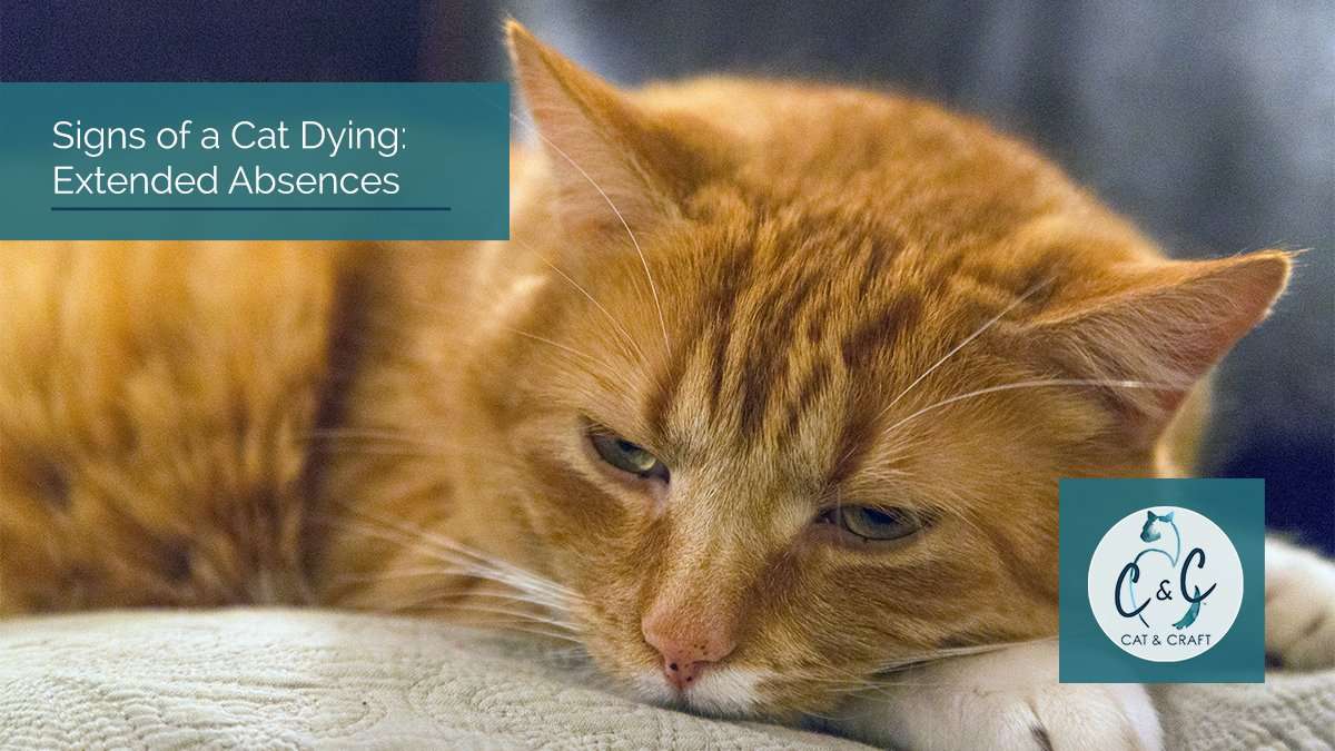 What Are the Signs of a Cat Dying?