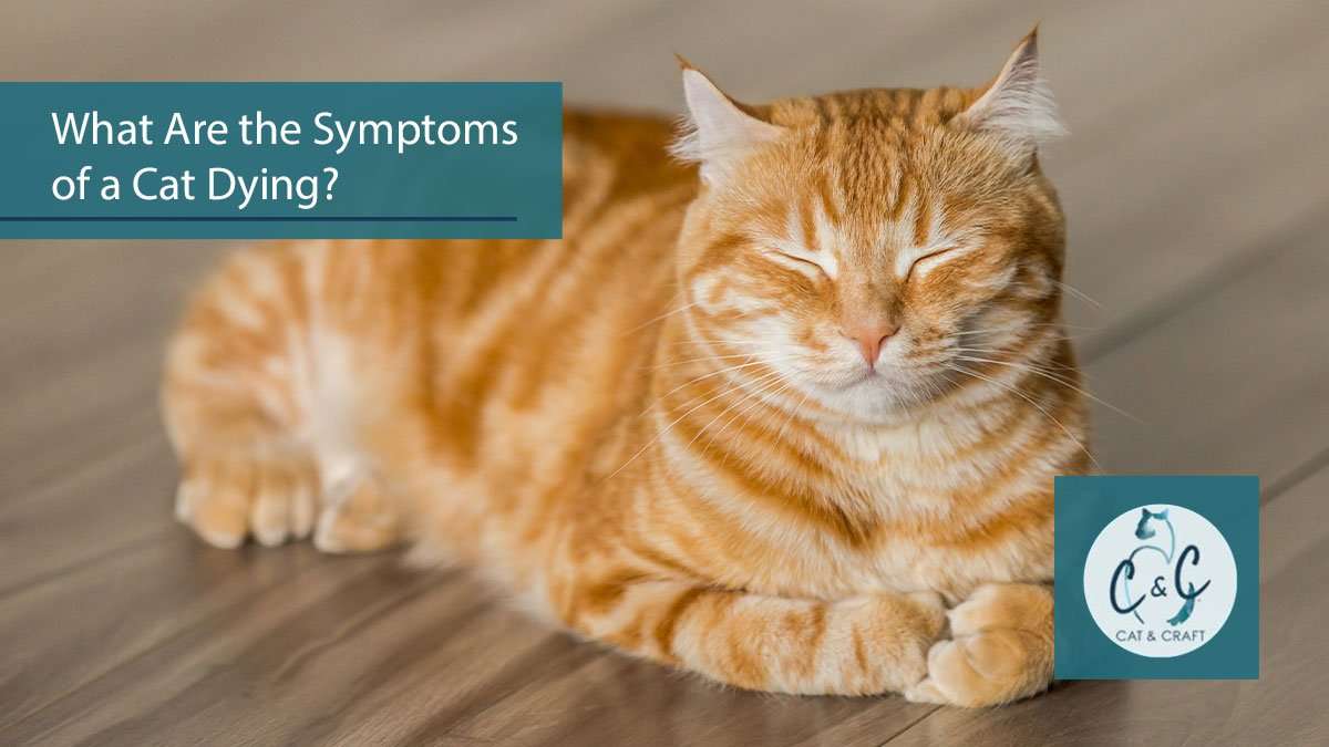 What are the Symptoms of a Cat Dying?