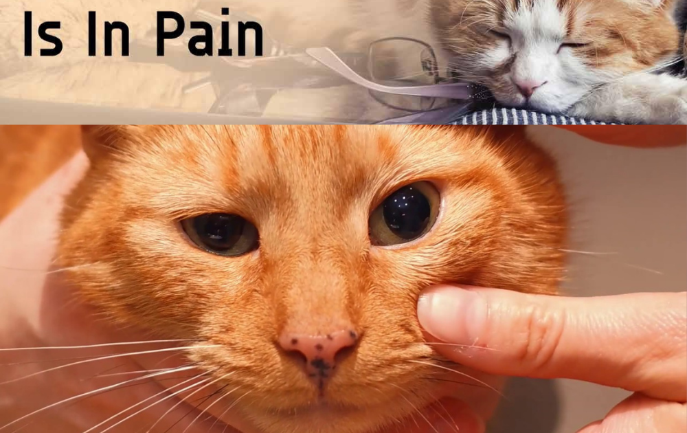 What Can I Give A Cat For Pain At Home