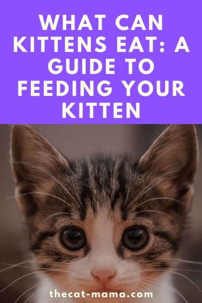 What Can Kittens Eat