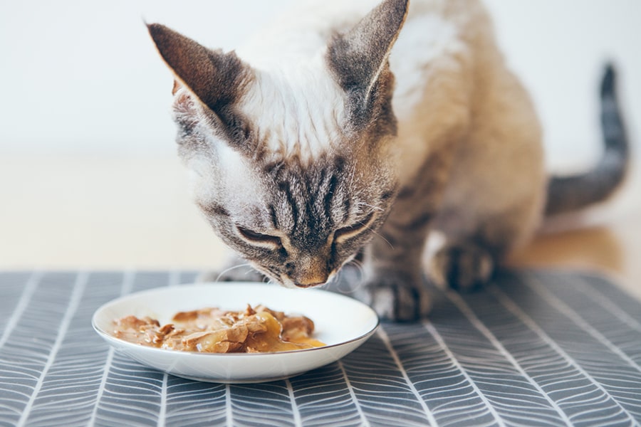 What Can Pets Eat Besides Pet Food? FAQs on Nuts, Herbs, and More ...