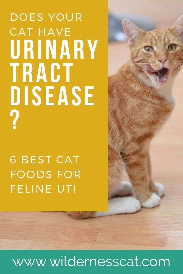 What Cat Food Is Best For Urinary Tract Problems
