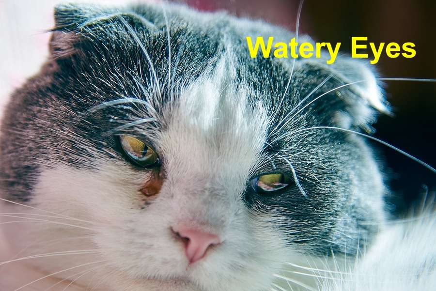 What Causes Watery Eyes in your Cat?