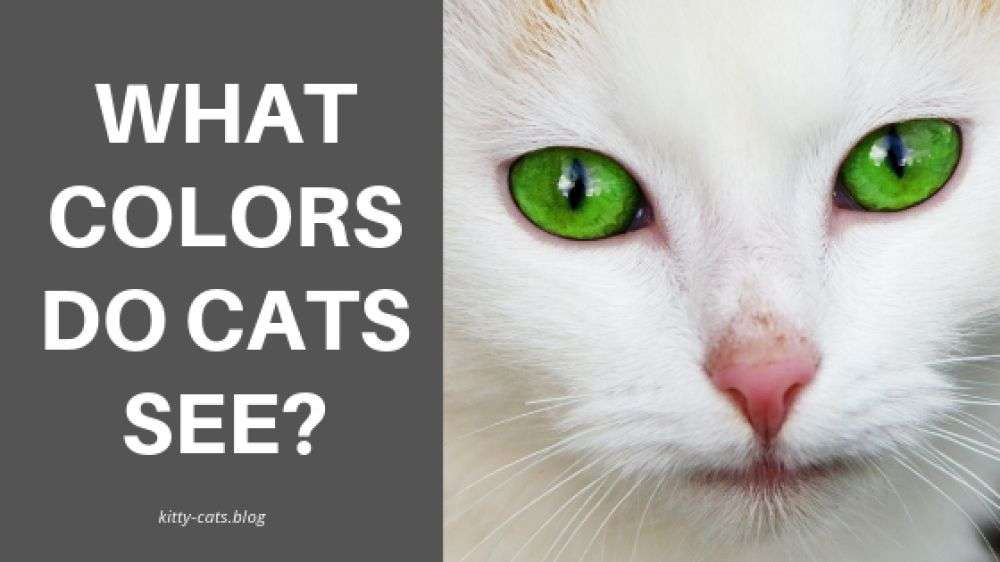 What colors do cats see?