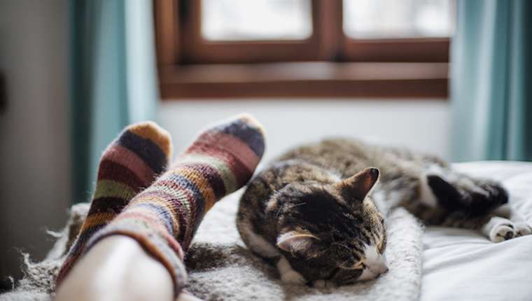 What Do Cat Sleeping Positions, Behaviors, And Patterns Mean?