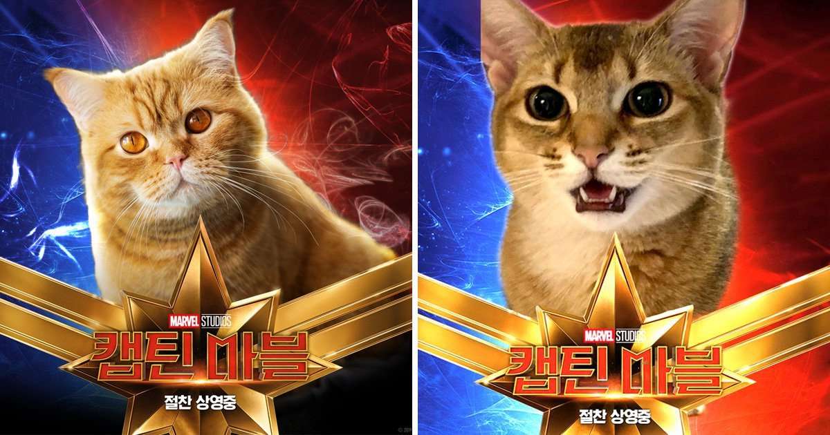 What Do They Call The Cat In Captain Marvel