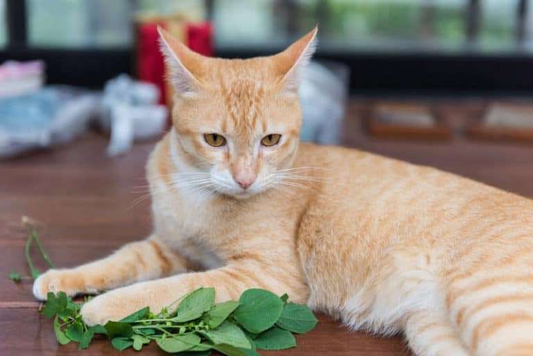 What Does Catnip Do To Cats: (Does it Harm Cats)?