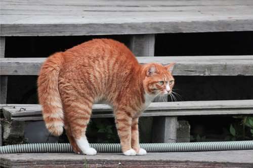 What Does It Mean When A Cat Arches Its Back And Walks ...