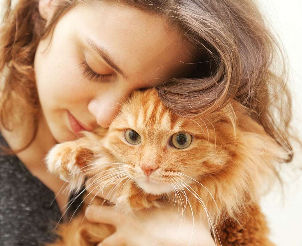 What Does it Mean When a Cat Headbutts You? 10 Things You ...