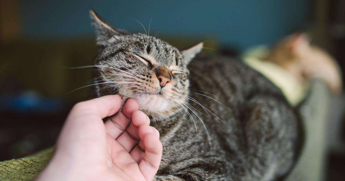 What Does It Mean When My Cat Purrs?