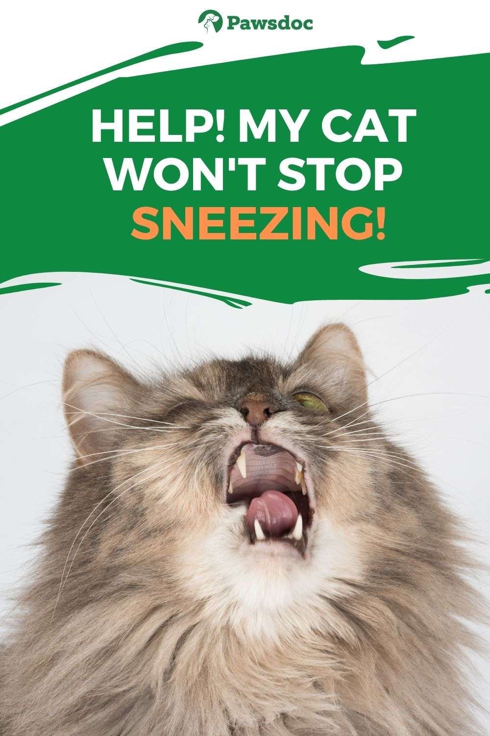 What Does It Mean When Your Cat Sneezes A Lot