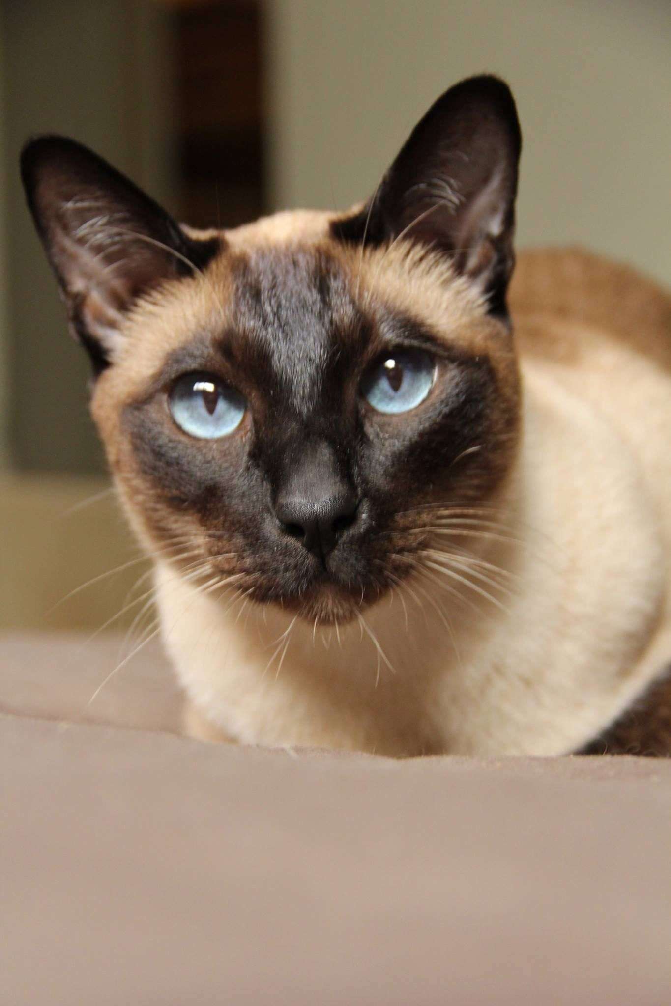 What Does Siamese Cat Look Like