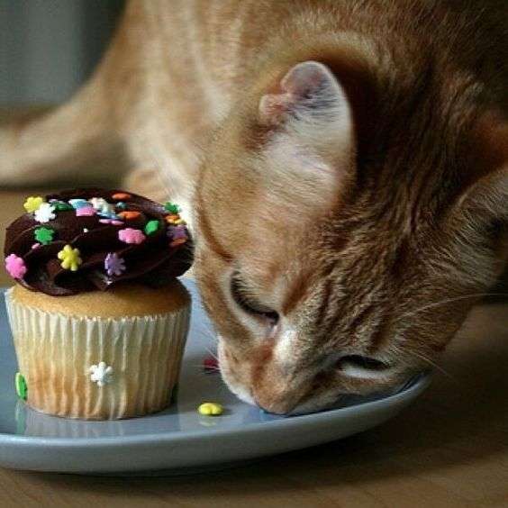 What Happens If A Cat Eats Chocolate Cake