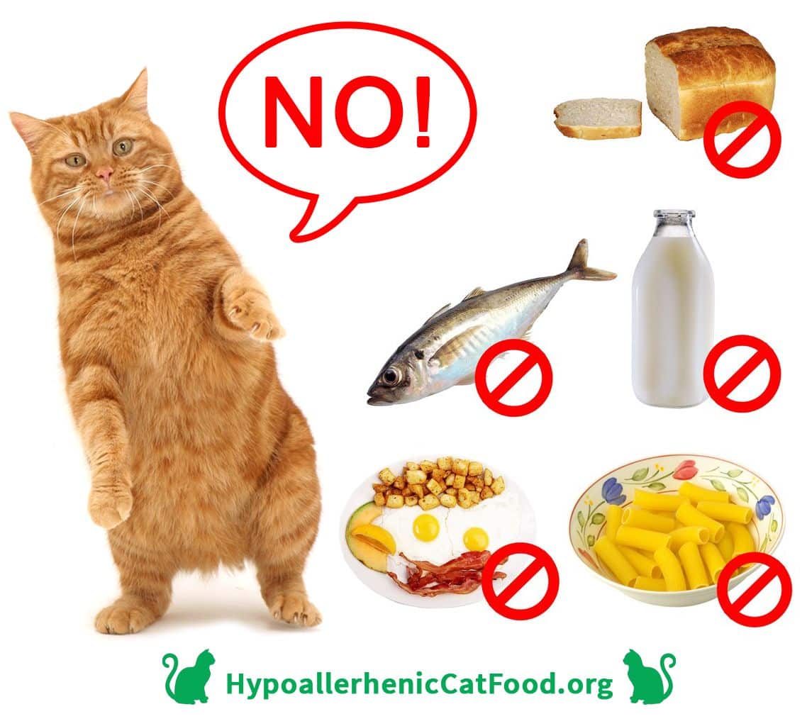 What Homemade Food You Can Feed Your Cat?