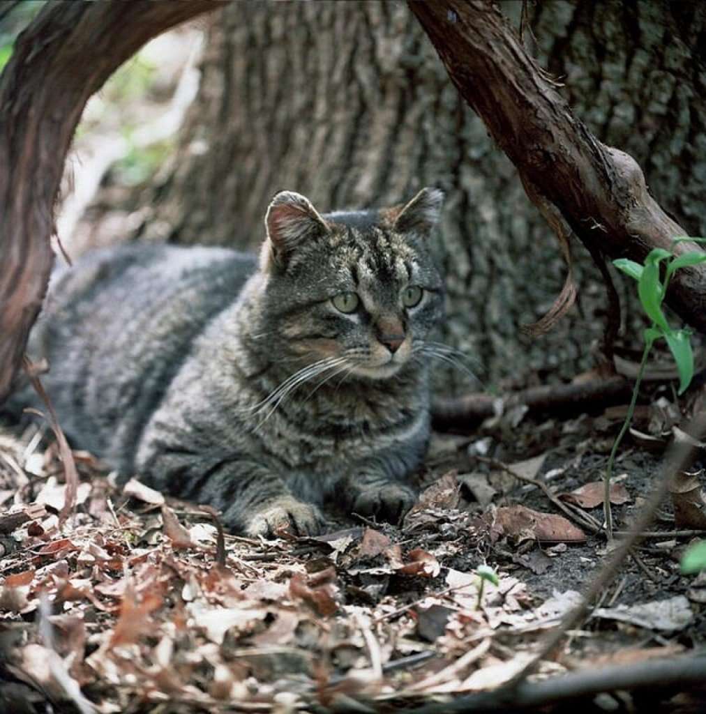 What is a Feral Cat?