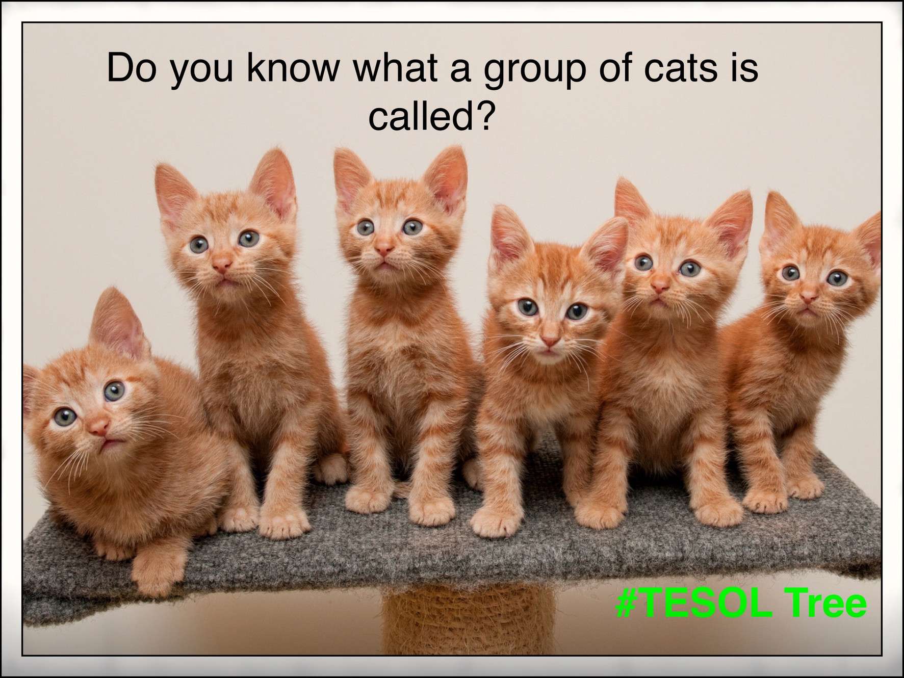 What is a group of cats called?