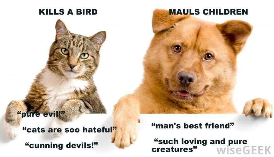 What Is Better Cats Or Dogs As A Pet