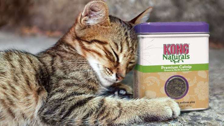 What is Catnip and why do cats LOVE it?  Hound &  Feline