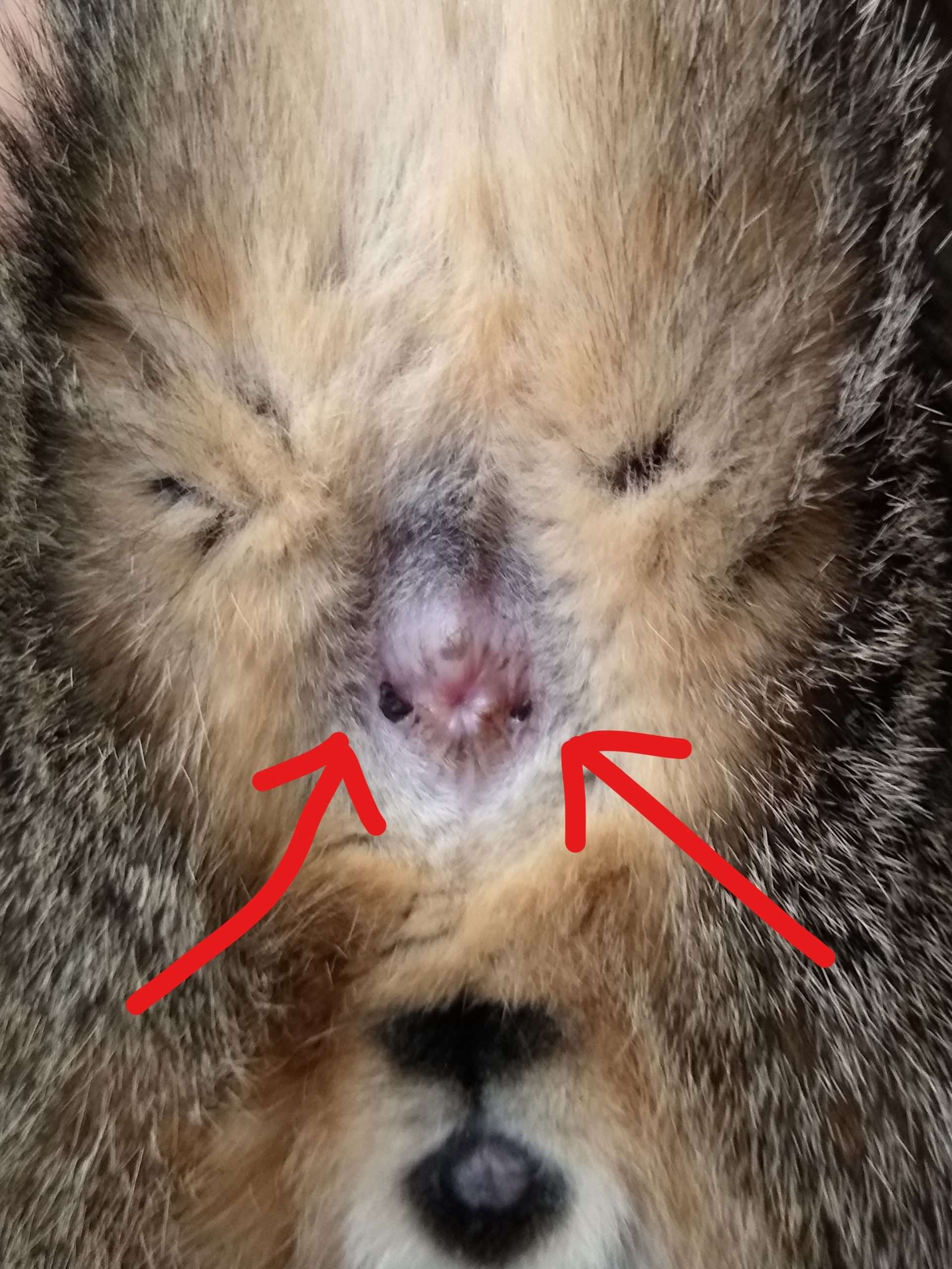 What Is On My Cat