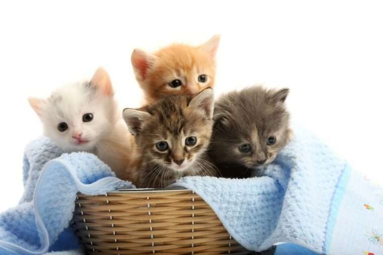 What is the Best Age to Neuter a Male Kitten in 2021?