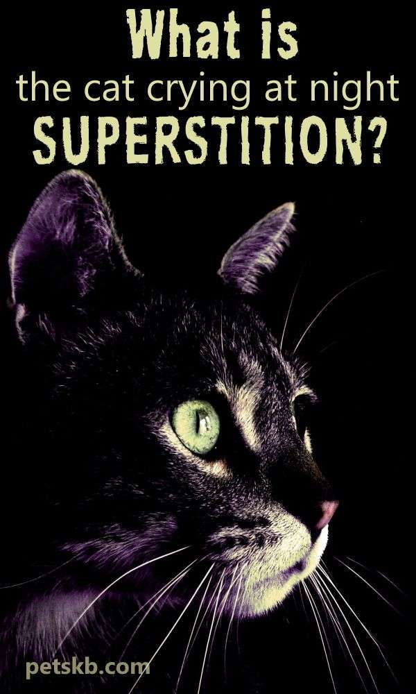 What Is The Cats Crying At Night Superstition?