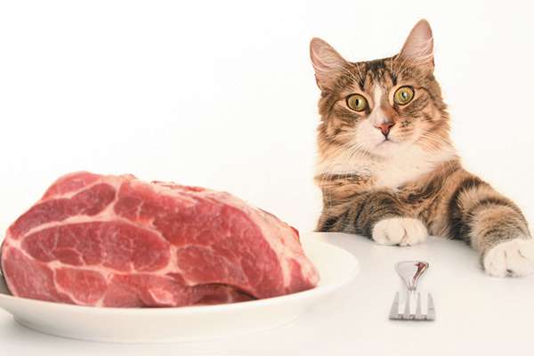 What Kind of Raw Meat Can a Cat Eat?