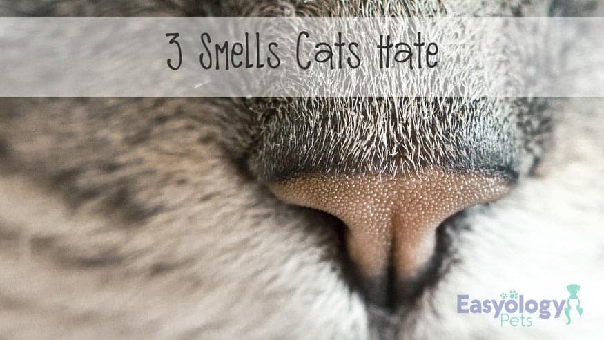 What Kind Of Smells Do Cats Not Like