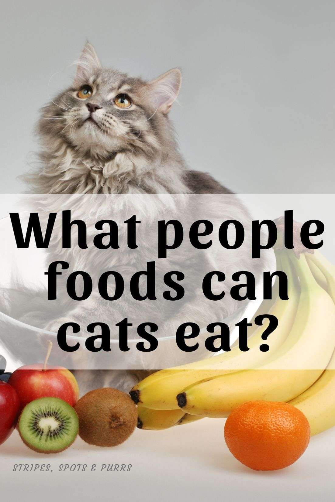 What people food can cats eat? Cat