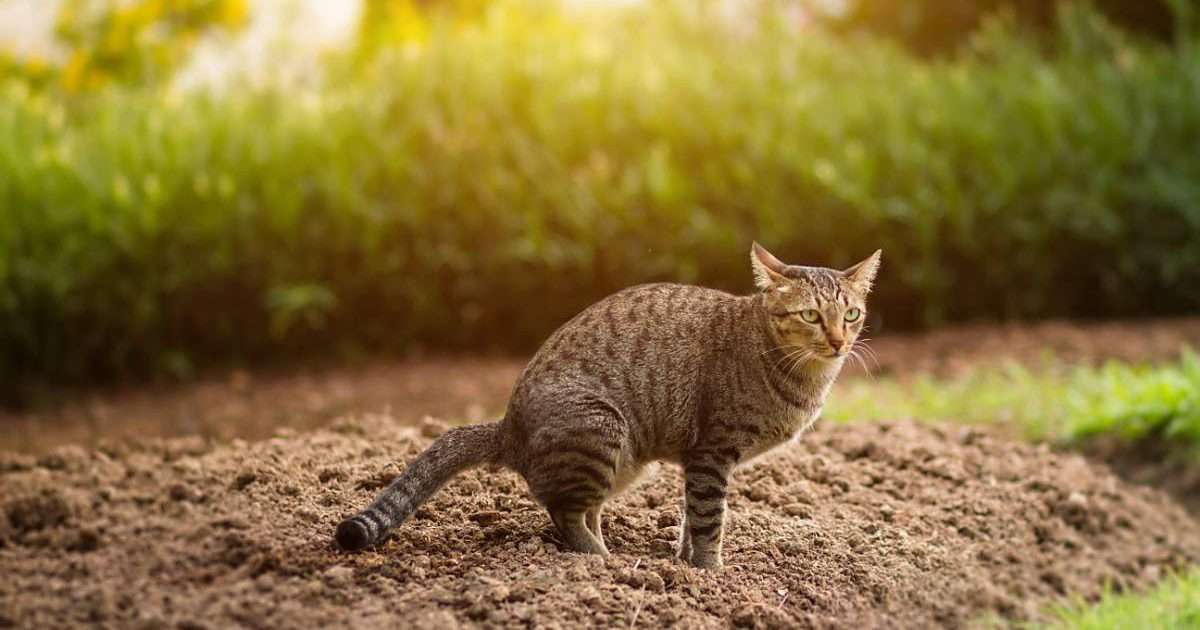 What Smells Deter Cats From Pooping?