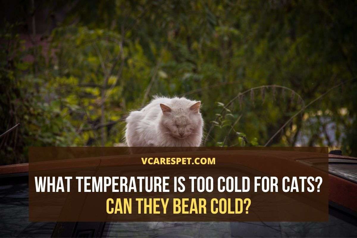 What Temperature Is Too Cold for Cats? Can They Bear Cold ...