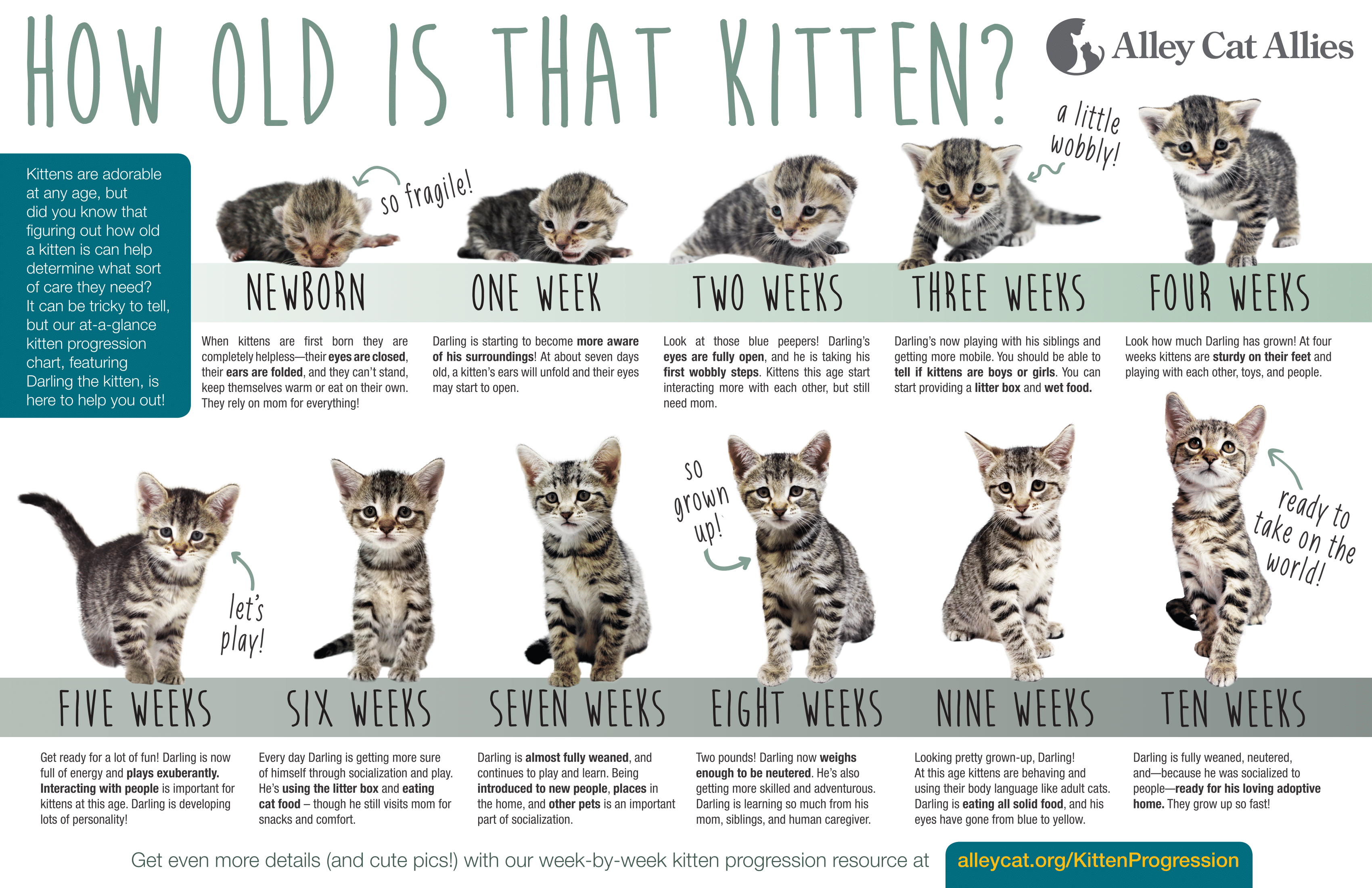 What to do if you find a stray cat or kittens  CARE  Cat ...