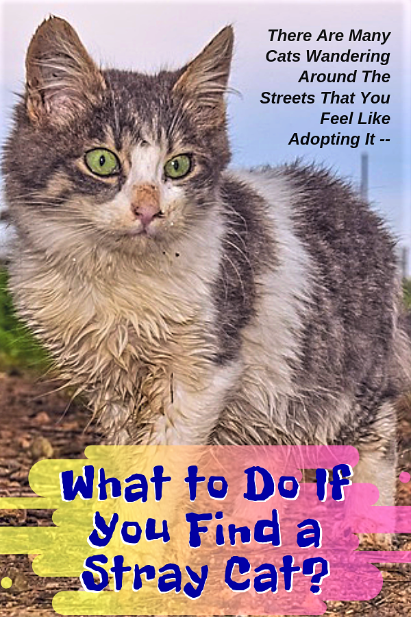 What To Do If You Find A Stray Cat?