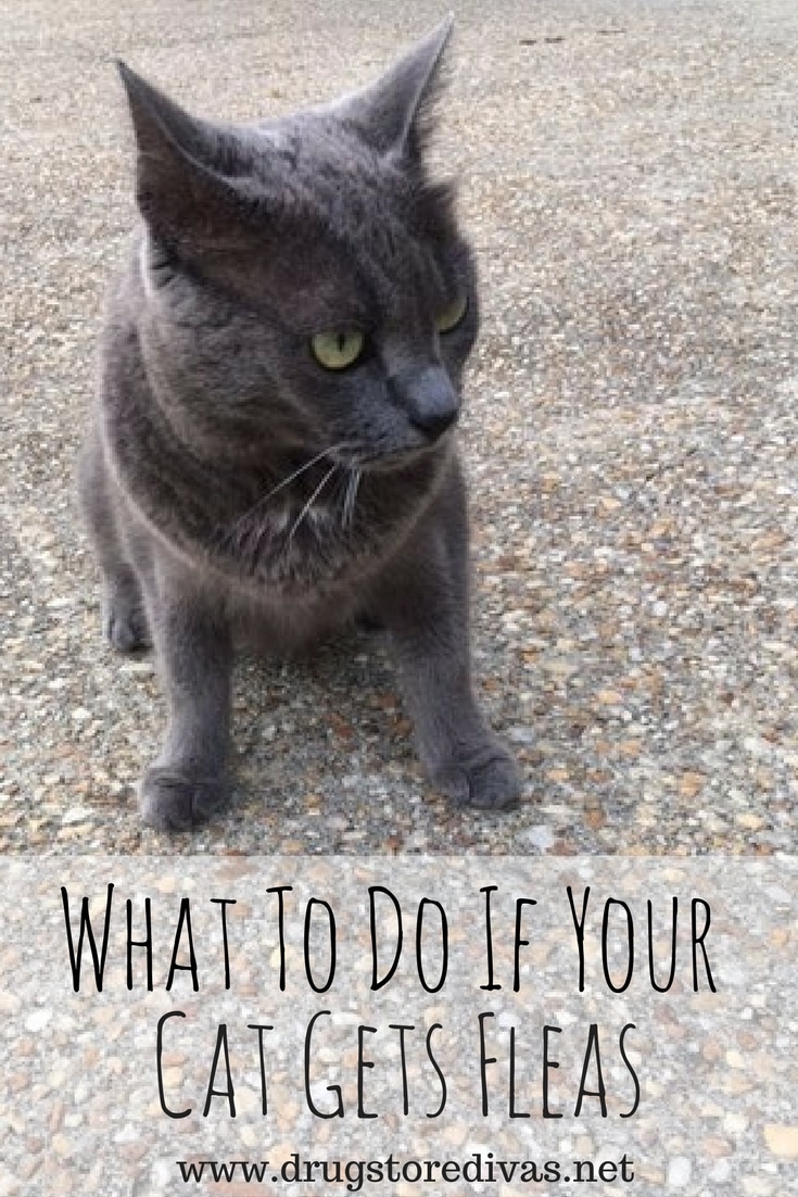 What To Do If Your Cat Gets Fleas