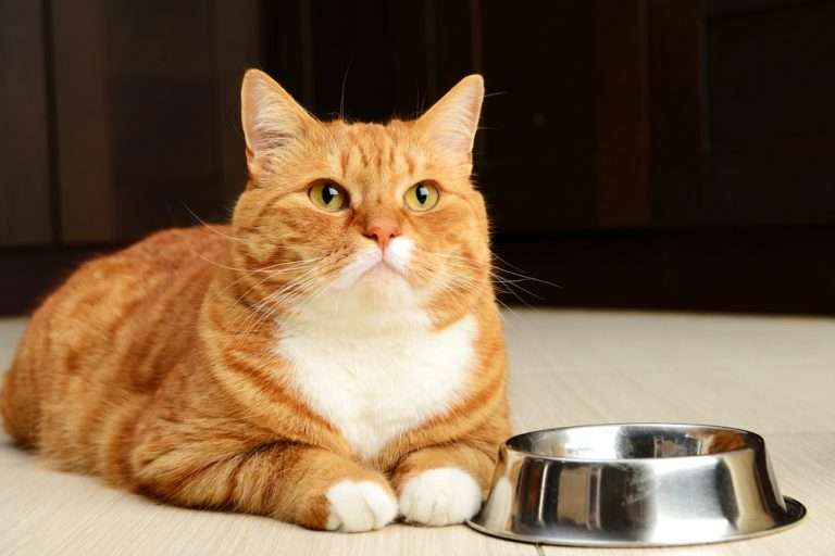 What to do if your Cat is Always Hungry » Petsoid