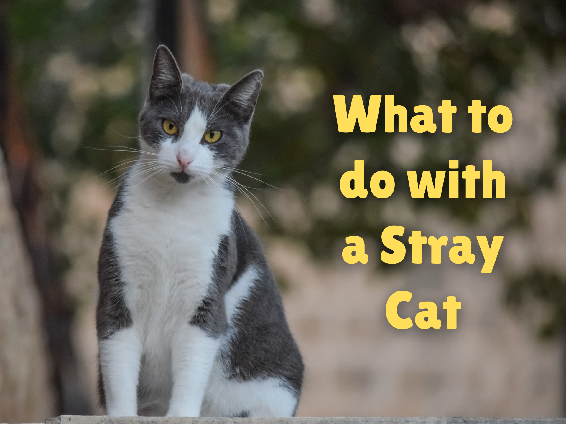 What to do with a Stray Cat