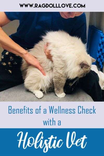 What to Expect From Holistic Vet Cat Checkups
