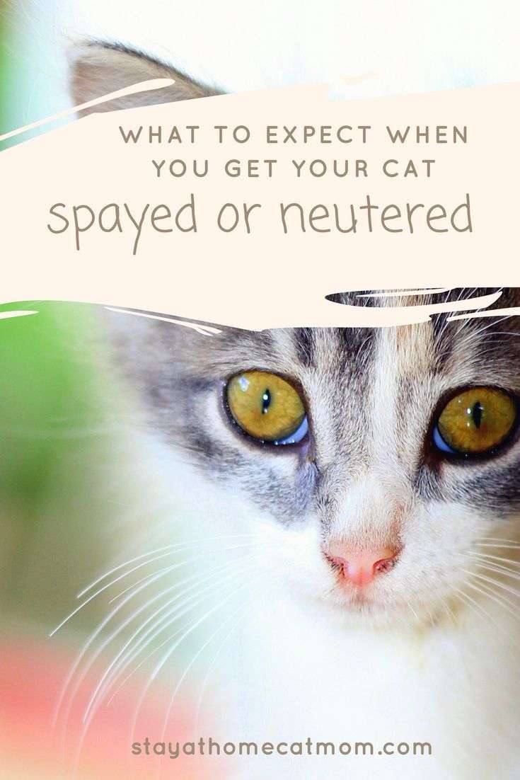 What To Expect When Your Cat Is Spayed