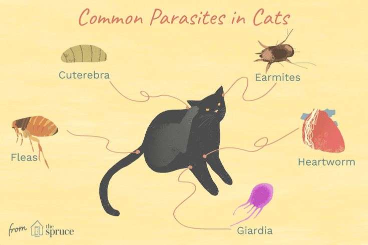 What to Know About Feline Parasites: Fleas, Ticks, Worms and Mites ...